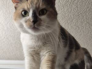 Дім для триколірної киці