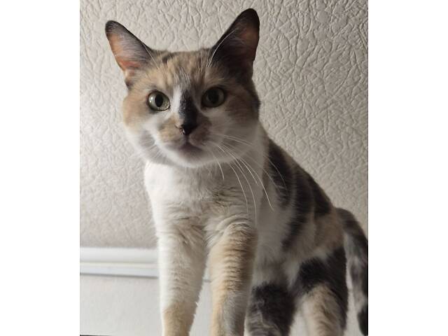 Дім для триколірної киці - Фото 1