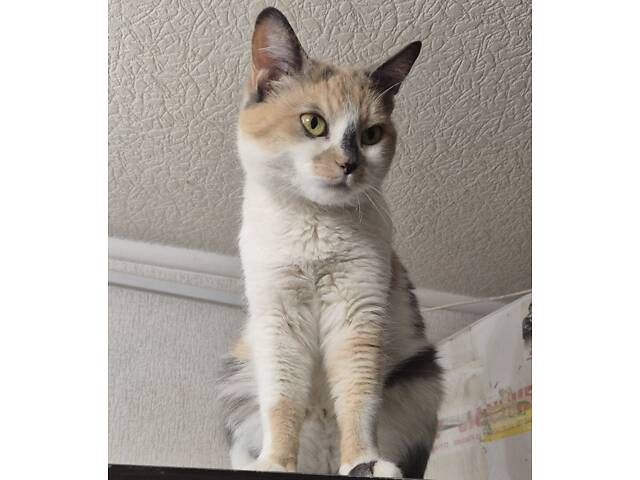 Дім для триколірної киці - Фото 2