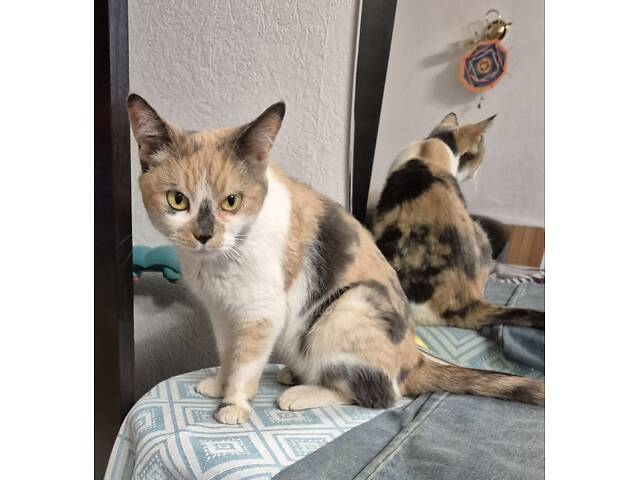 Дім для триколірної киці - Фото 3