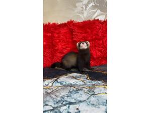 Дітки фреток, тхорики