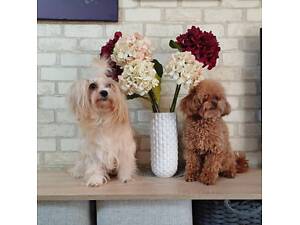 Дівчатка Мальтіпу ,терміново ,6 міс.