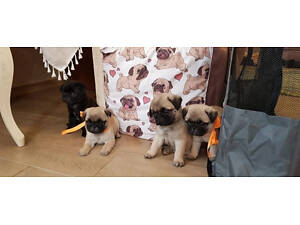 Дівчатка та хлопці мопсики з документами