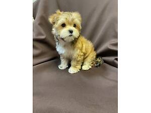 Дівчатка йорки цуценята