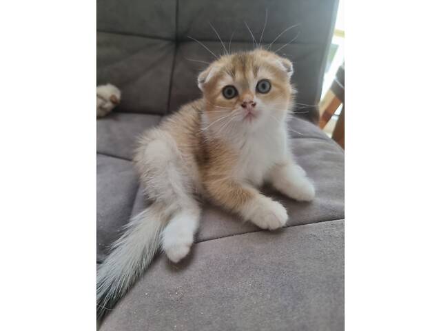 Девочка Scottish fold, Золотая шиншилла