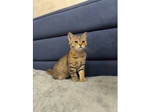 Дівчинка шотландська прямовуха