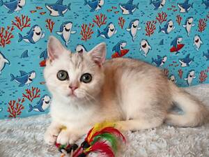 Дівчинка срібляста мармурова черепаха fs22