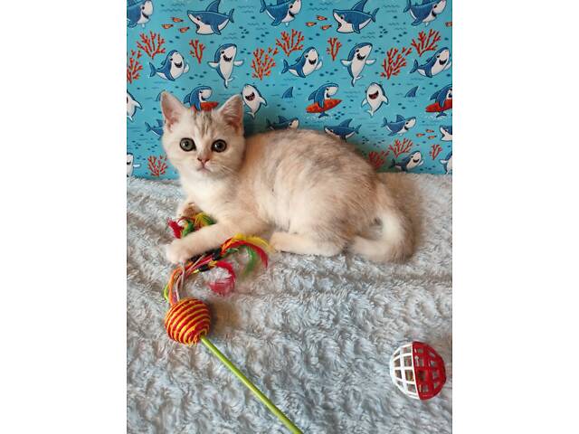 Дівчинка срібляста мармурова черепаха fs22 - Фото 2