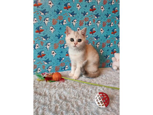 Дівчинка срібляста мармурова черепаха fs22 - Фото 3