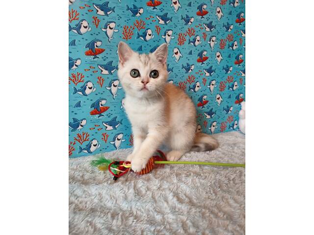 Дівчинка срібляста мармурова черепаха fs22 - Фото 4