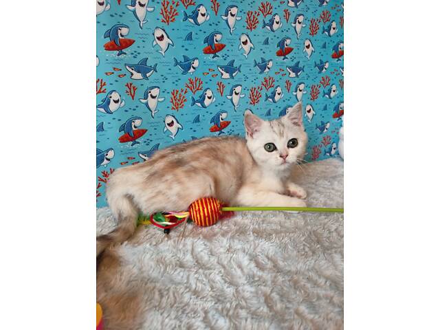 Дівчинка срібляста мармурова черепаха fs22 - Фото 5