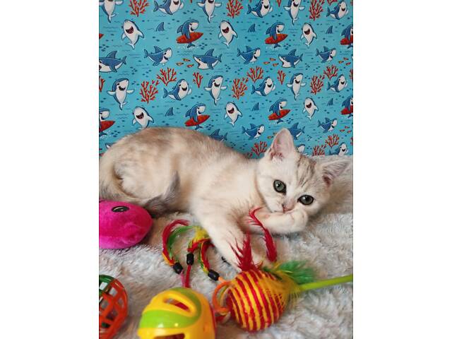 Дівчинка срібляста мармурова черепаха fs22 - Фото 6