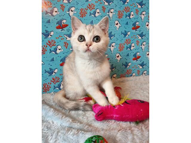 Дівчинка срібляста мармурова черепаха fs22 - Фото 7