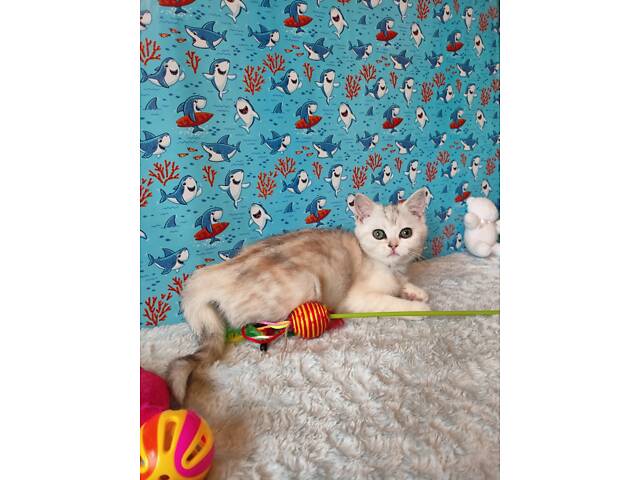 Дівчинка срібляста мармурова черепаха fs22 - Фото 8