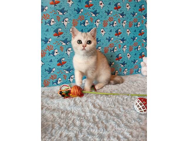 Дівчинка срібляста мармурова черепаха fs22 - Фото 9