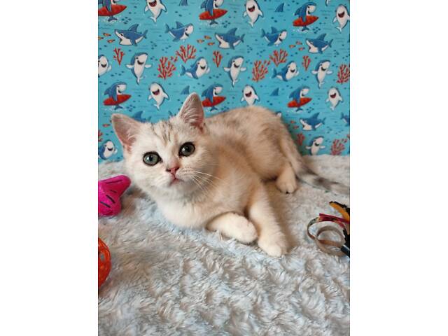 Дівчинка срібляста мармурова черепаха fs22 - Фото 10