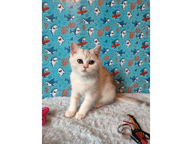 Дівчинка срібляста мармурова черепаха fs22 - Фото 11