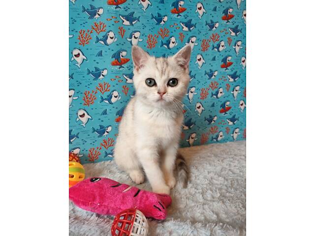 Дівчинка срібляста мармурова черепаха fs22 - Фото 12