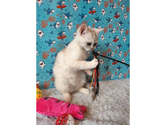 Дівчинка срібляста мармурова черепаха fs22 - Фото 13