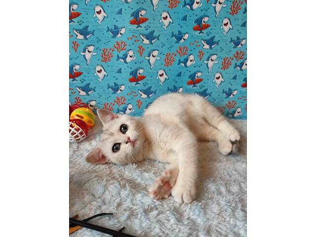 Дівчинка срібляста мармурова черепаха fs22 - Фото 14