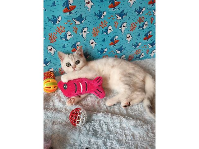 Дівчинка срібляста мармурова черепаха fs22 - Фото 15