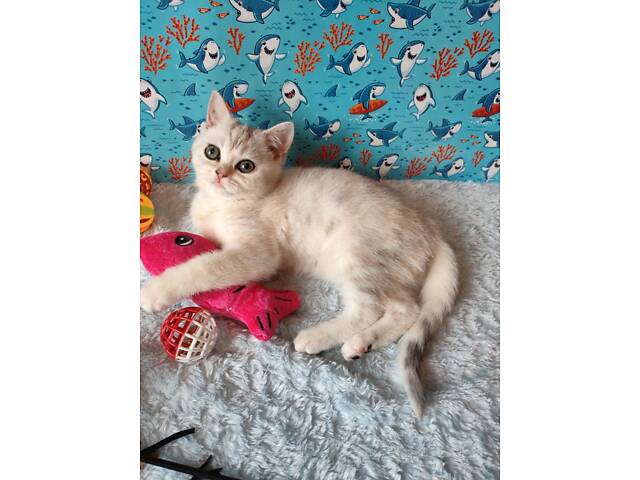 Дівчинка срібляста мармурова черепаха fs22 - Фото 17