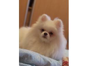 Дівчинка, сніжно-біла красуня.