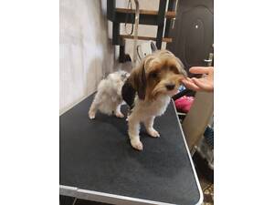 Дівчинка Бівер йорк