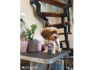 Дівчинка Бівер йорк