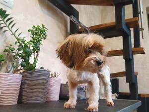 Дівчинка Бівер йорк