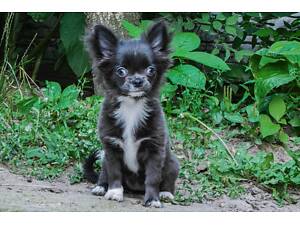 Дівчинка чихуахуа рідкісного блакитного окрасу! Документи КСУ