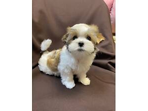 Дівчинка color York,цуценята