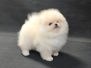 Дівчинка Померанський шпіц, КСУ/FCI