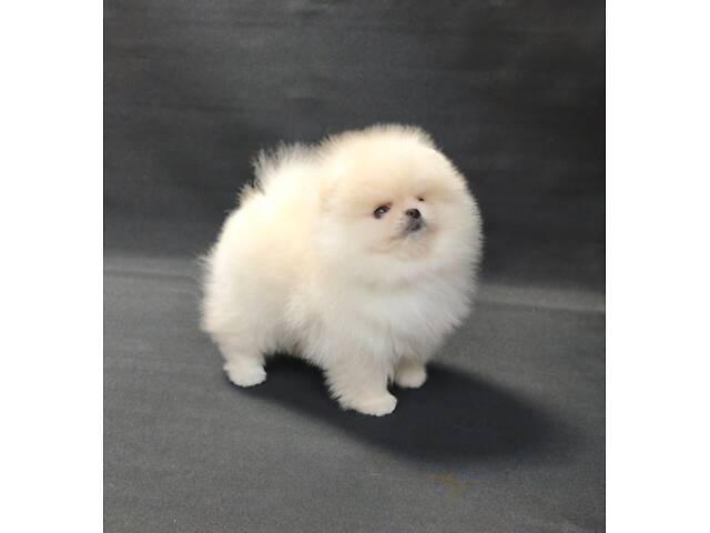 Дівчинка Померанський шпіц, КСУ/FCI - Фото 1