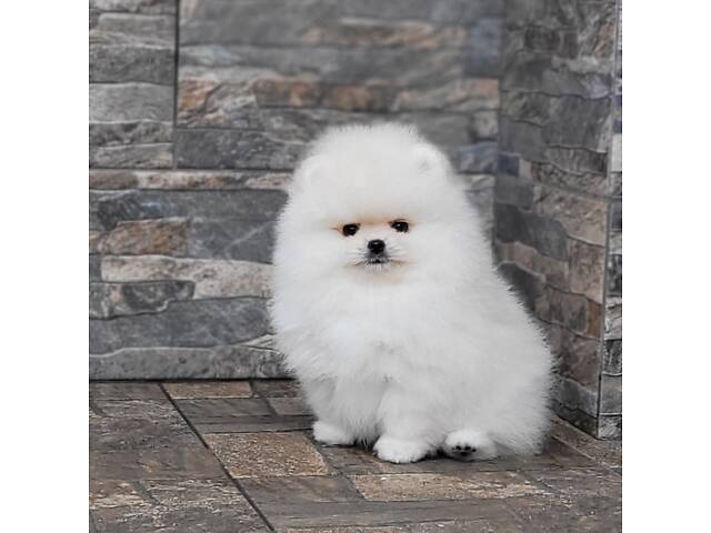 Дівчинка Померанський шпіц, КСУ/FCI - Фото 2