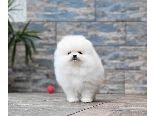 Дівчинка Померанський шпіц, КСУ/FCI - Фото 3