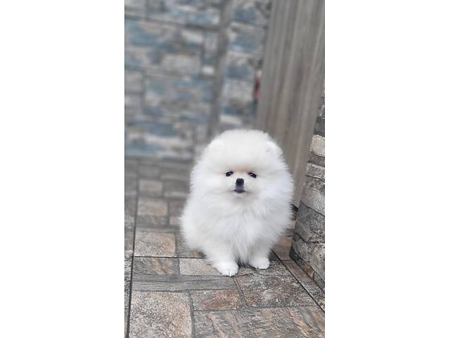 Дівчинка Померанський шпіц, КСУ/FCI - Фото 5