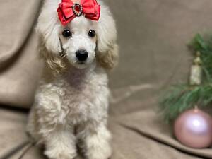 Дівчинка той пудель