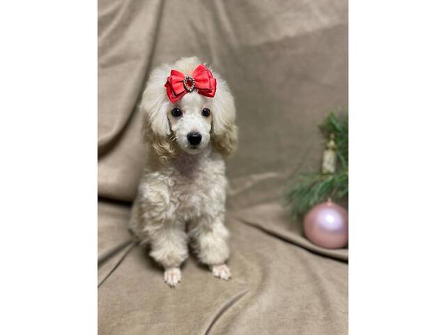 Дівчинка той пудель - Фото 1