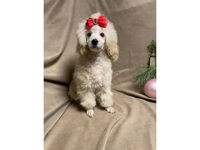 Дівчинка той пудель - Фото 2