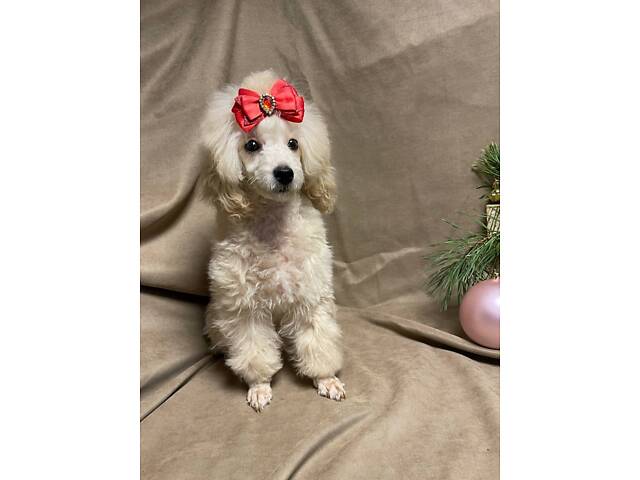 Дівчинка той пудель - Фото 3