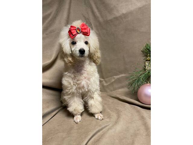 Дівчинка той пудель - Фото 4