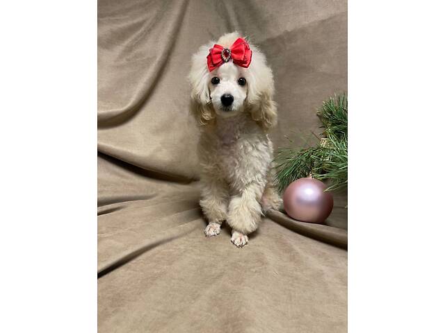 Дівчинка той пудель - Фото 5