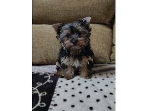 Дівчинка йоркширського терʼєру