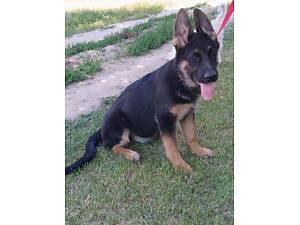 Дівчинки німецької вівчарки робочого розведення