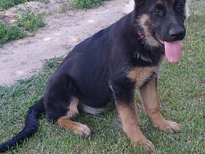 Дівчатка німецької вівчарки робочого розведення