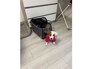 Джек Рассел дівчинка