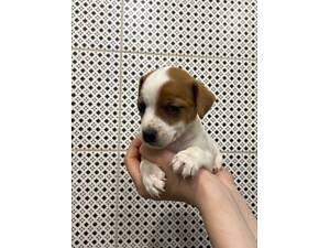 Джек Рассел дівчинка