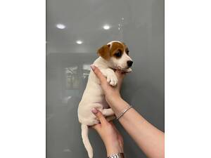 Джек-рассел-тер'єр