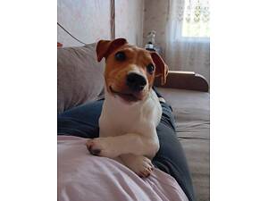 Джек-рассел-тер'єр